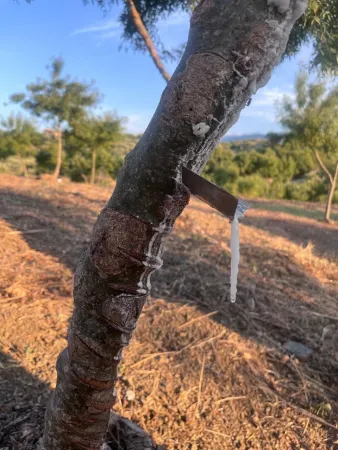 Manna Tour with visit to the ash grove and demonstration